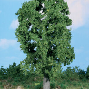 1 Eiche 20 cm