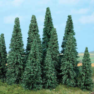 10 Silbertannen 9-14 cm