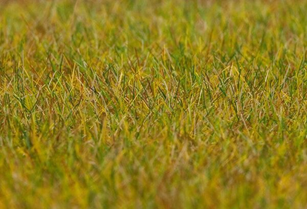 PREMIUM Streufasern Wiese  hellgrün  6 mm  30 g